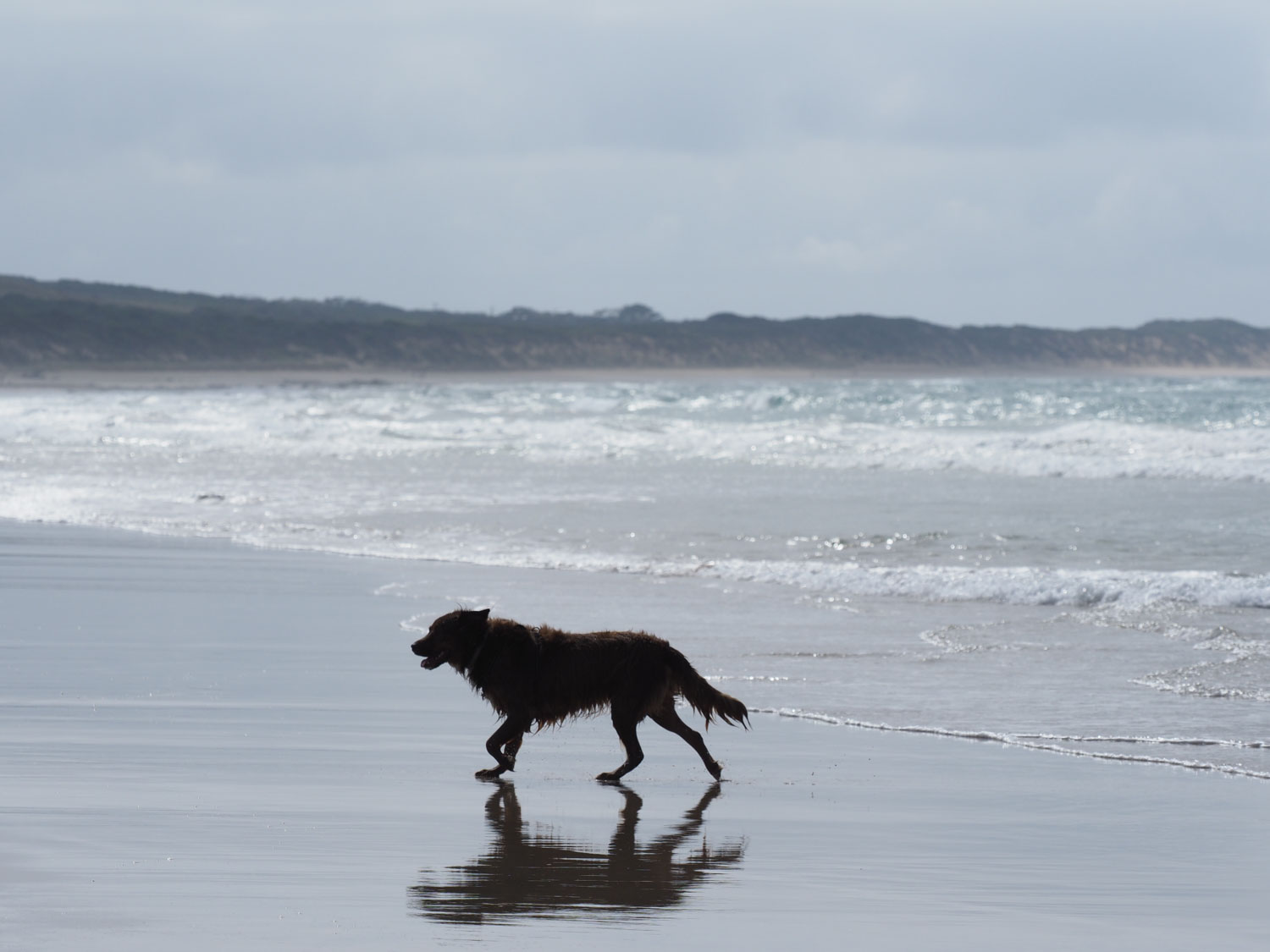 A dog stands on the Urquhart Bluff beach which curves around behind