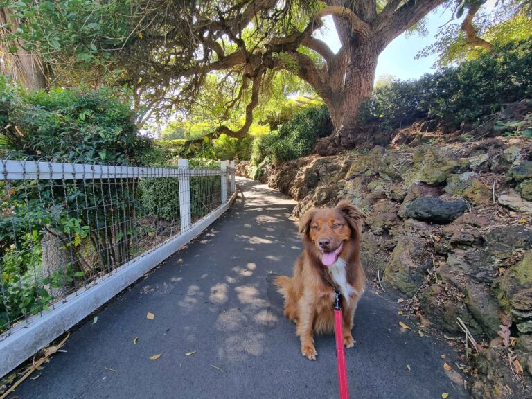 Things to do with dogs in and around Mt Gambier
